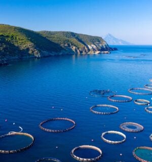 Photo shows a large aquaculture farm in a bay