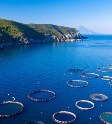 Photo shows a large aquaculture farm in a bay