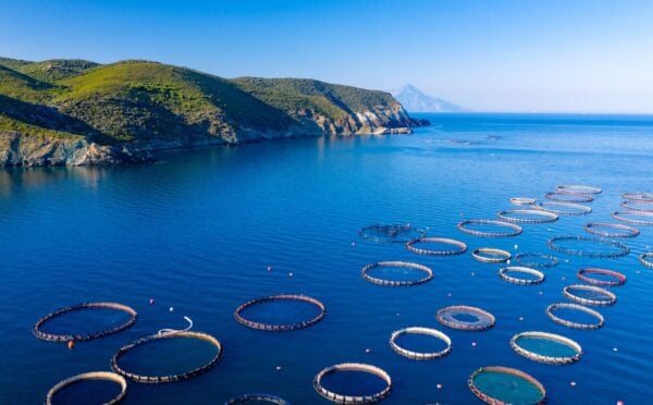 Photo shows a large aquaculture farm in a bay