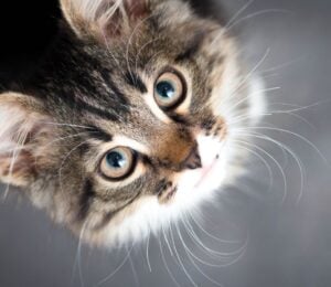 A cat looking up into the camera