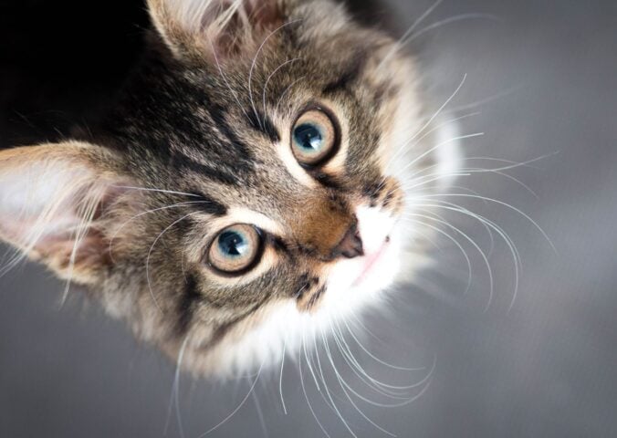 A cat looking up into the camera