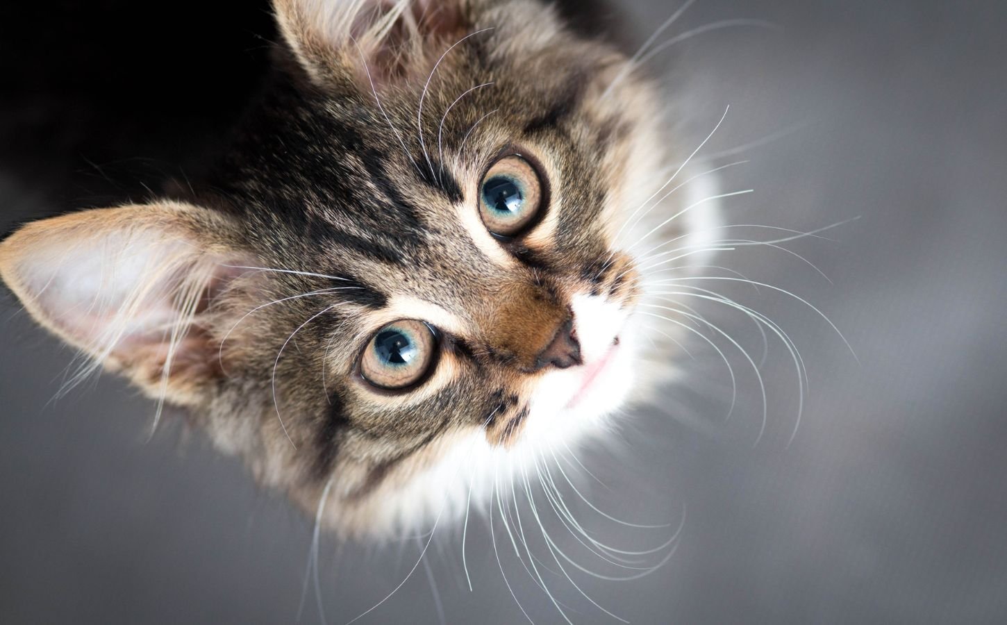 A cat looking up into the camera