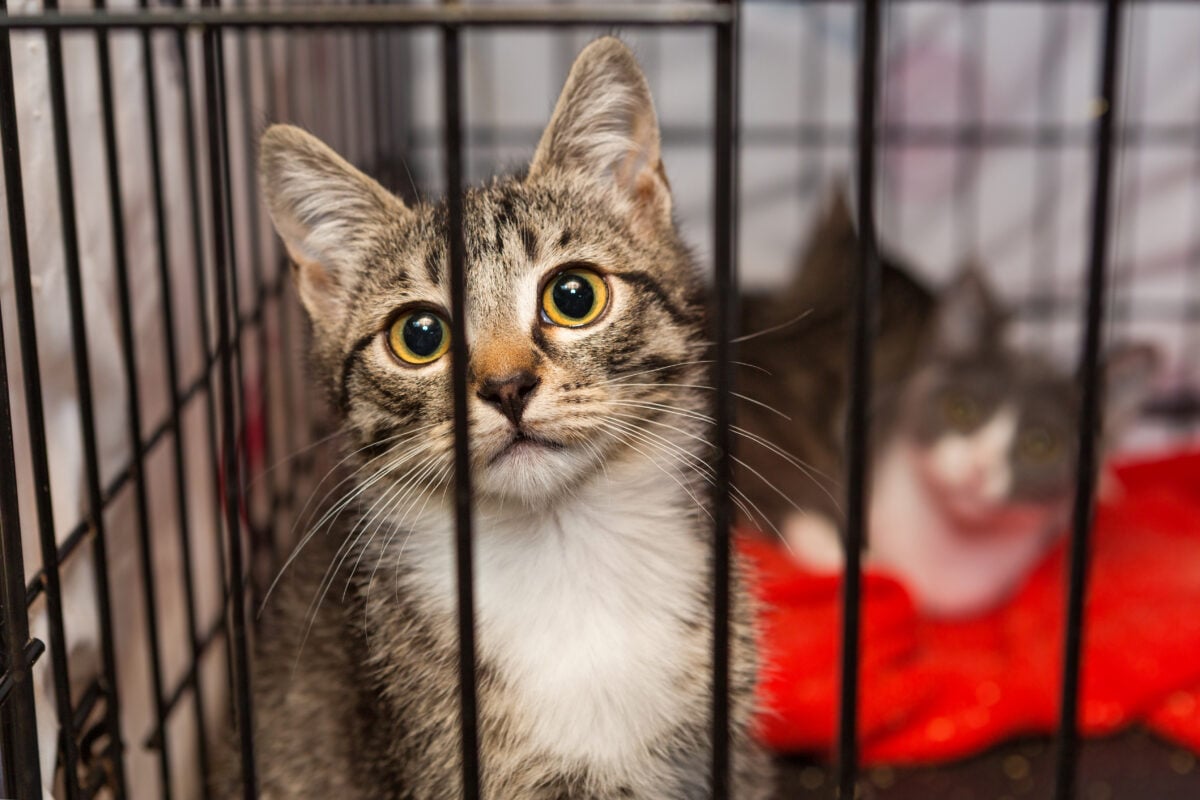 A cat behind bars in a cage