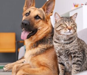 A vegan dog and cat sat together on a sofa