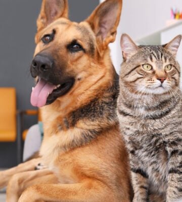 A vegan dog and cat sat together on a sofa