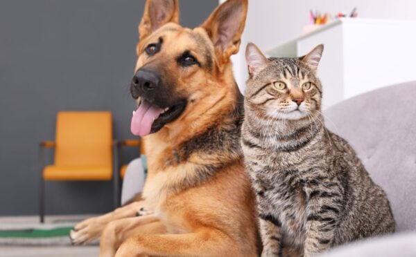 A vegan dog and cat sat together on a sofa