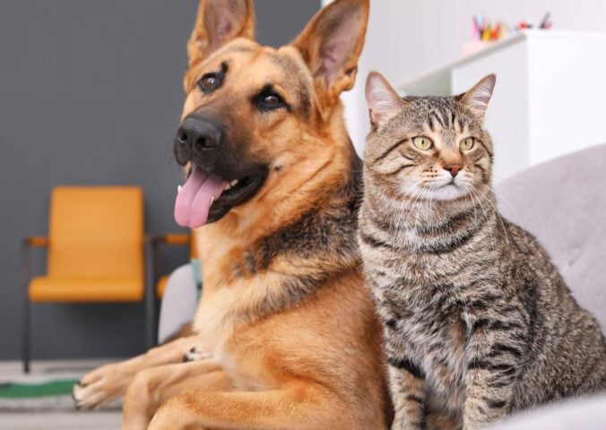 A vegan dog and cat sat together on a sofa