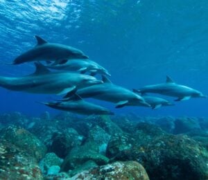 Photo shows several dolphins swimming between the sea floor and the surface