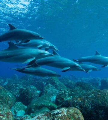 Photo shows several dolphins swimming between the sea floor and the surface