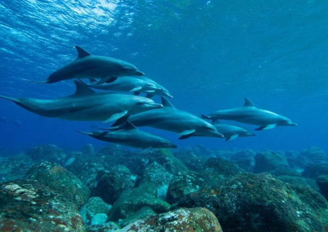 Photo shows several dolphins swimming between the sea floor and the surface