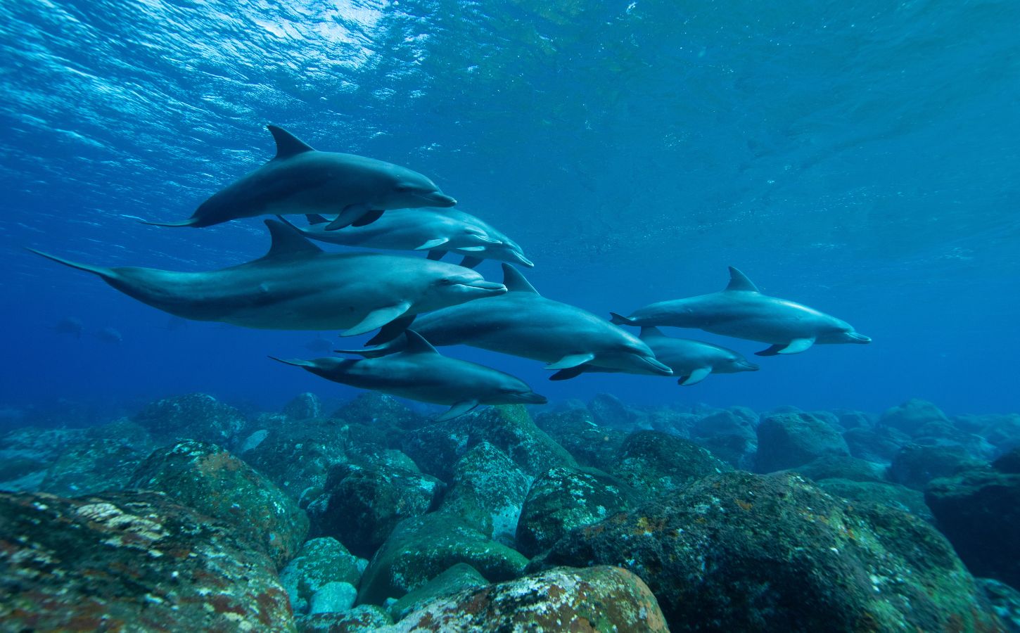 Photo shows several dolphins swimming between the sea floor and the surface