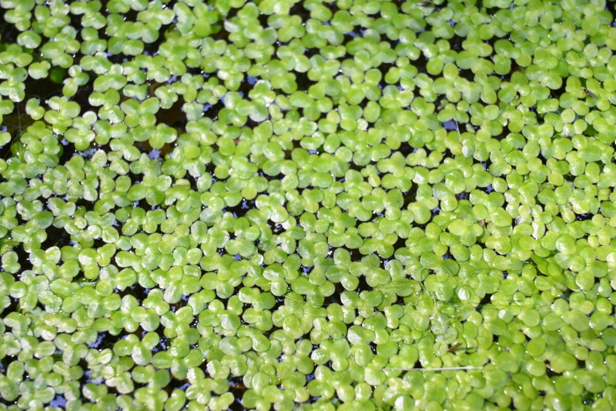 Duckweed