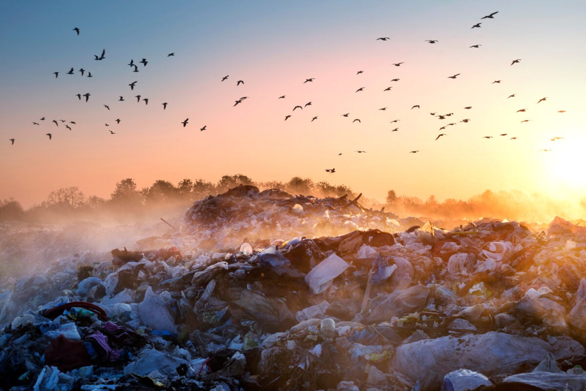 Photo shows a steaming landfil with birds flying above it