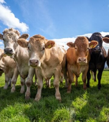 Photo shows a herd of cows lookint at the camera