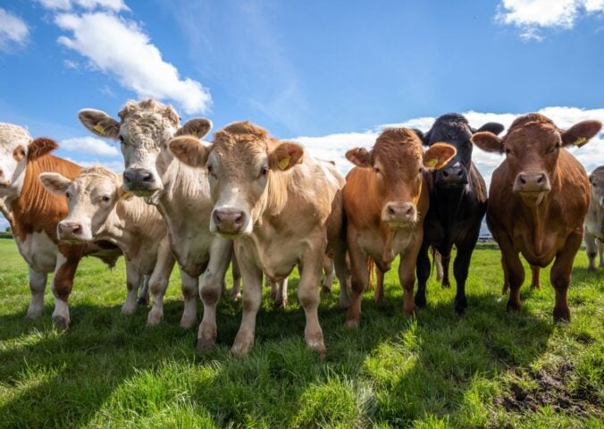 Photo shows a herd of cows lookint at the camera