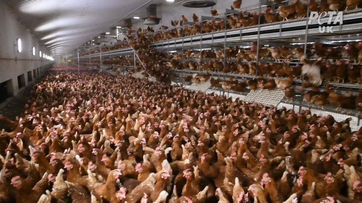 Chickens crowded in a barn at a farm supplying The Happy Egg Co.