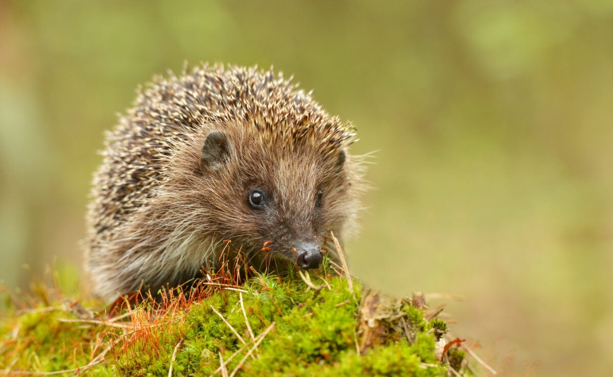 Hedgehog