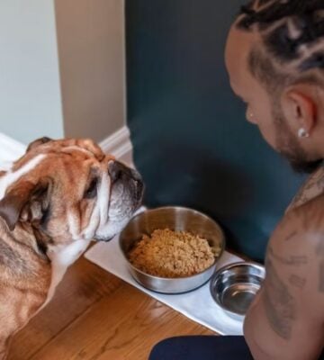 Lewis Hamilton feeding his dog Roscoe vegan dog food