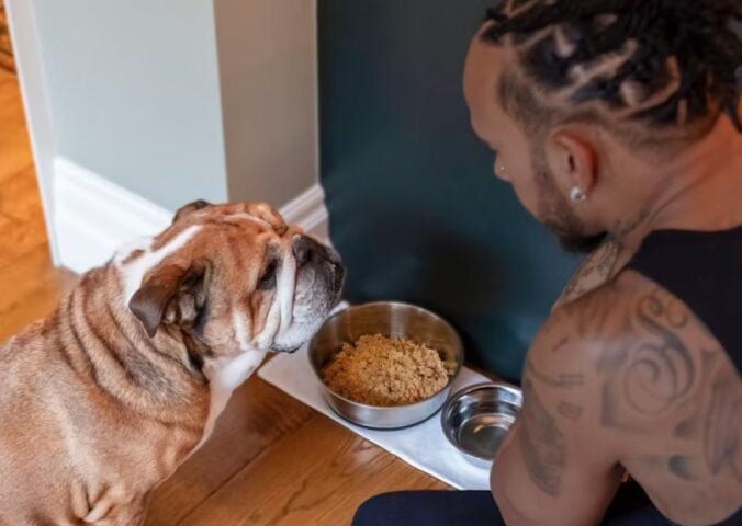 Lewis Hamilton feeding his dog Roscoe vegan dog food