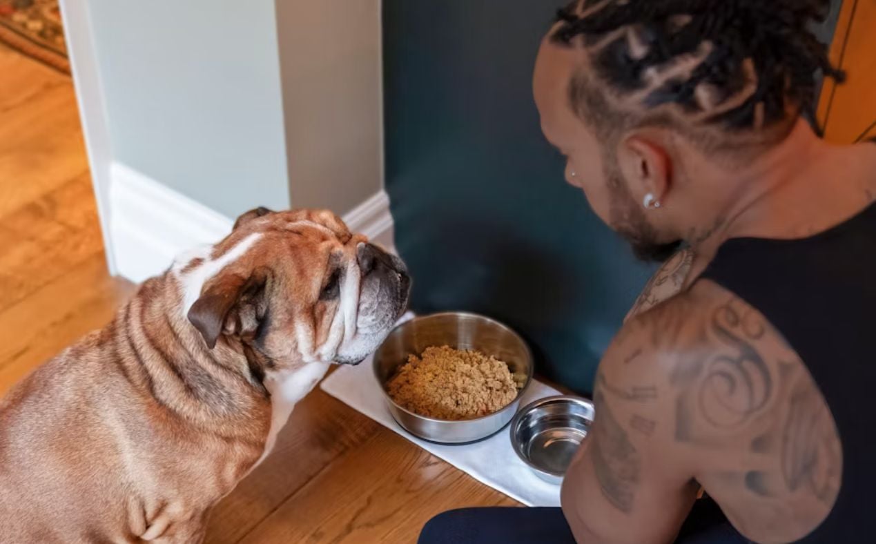 Lewis Hamilton feeding his dog Roscoe vegan dog food