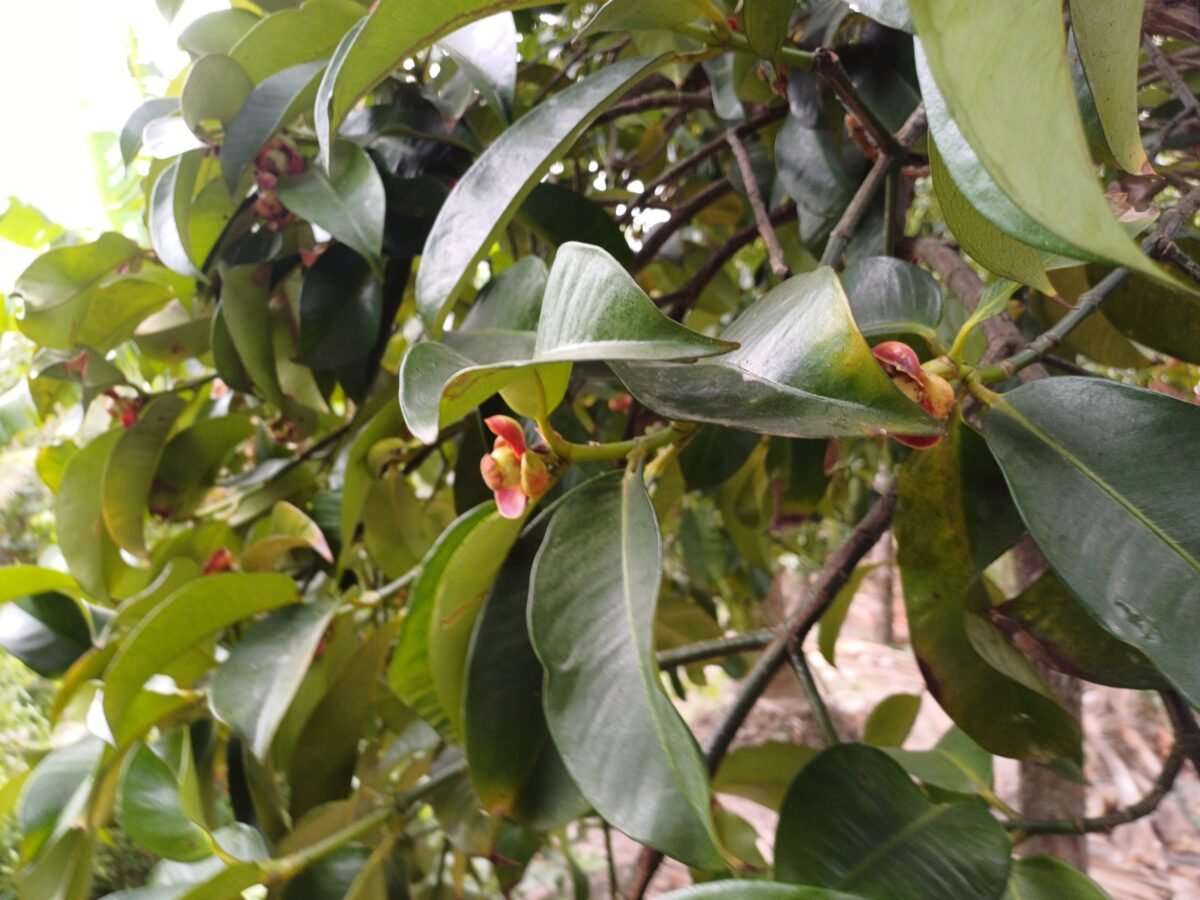 A mangosteen tree being grown in Southeast Asia