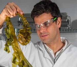 Photo shows Notpla co-founder and co-CEO Rodrigo García González holding up a strand of seaweed in a lab setting