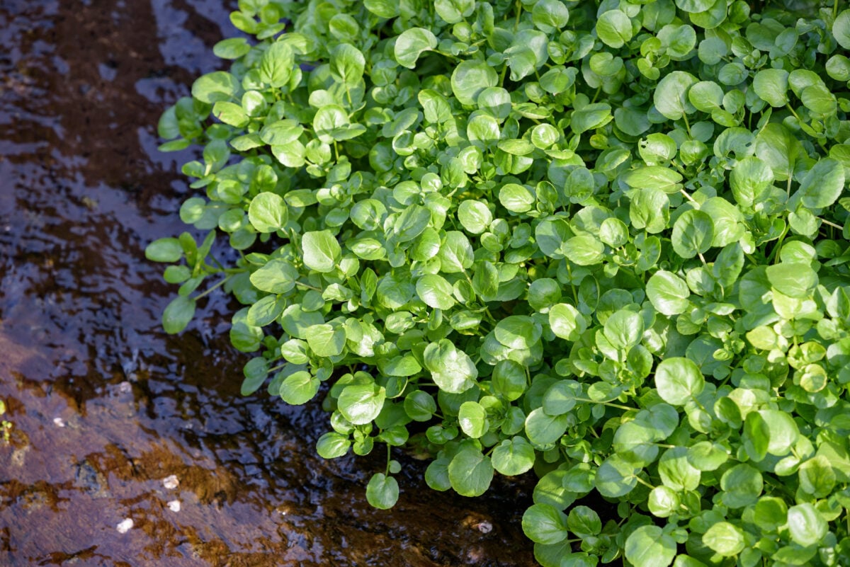 Photo shows water cress growing by water