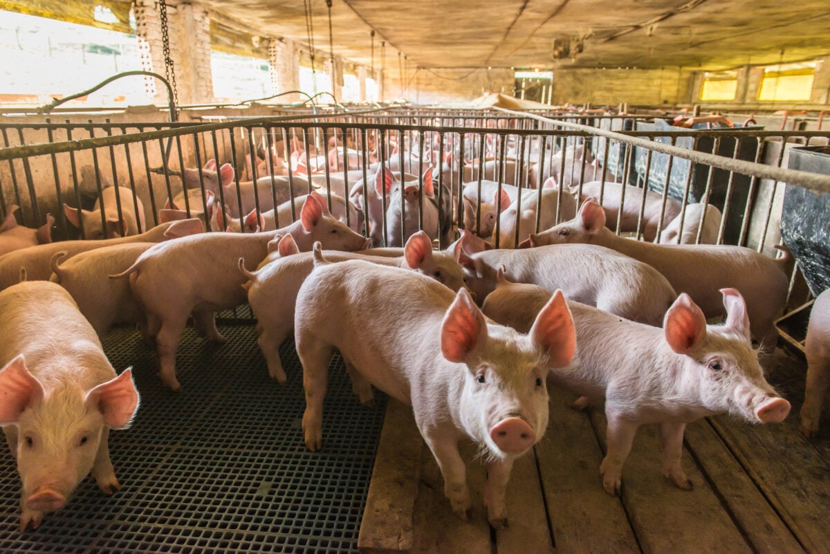 Farmed pigs