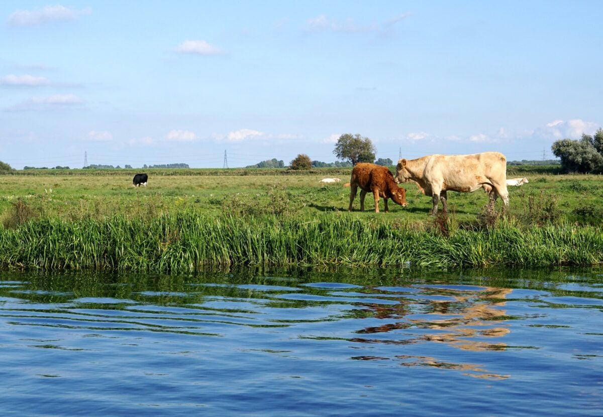 cows by a river