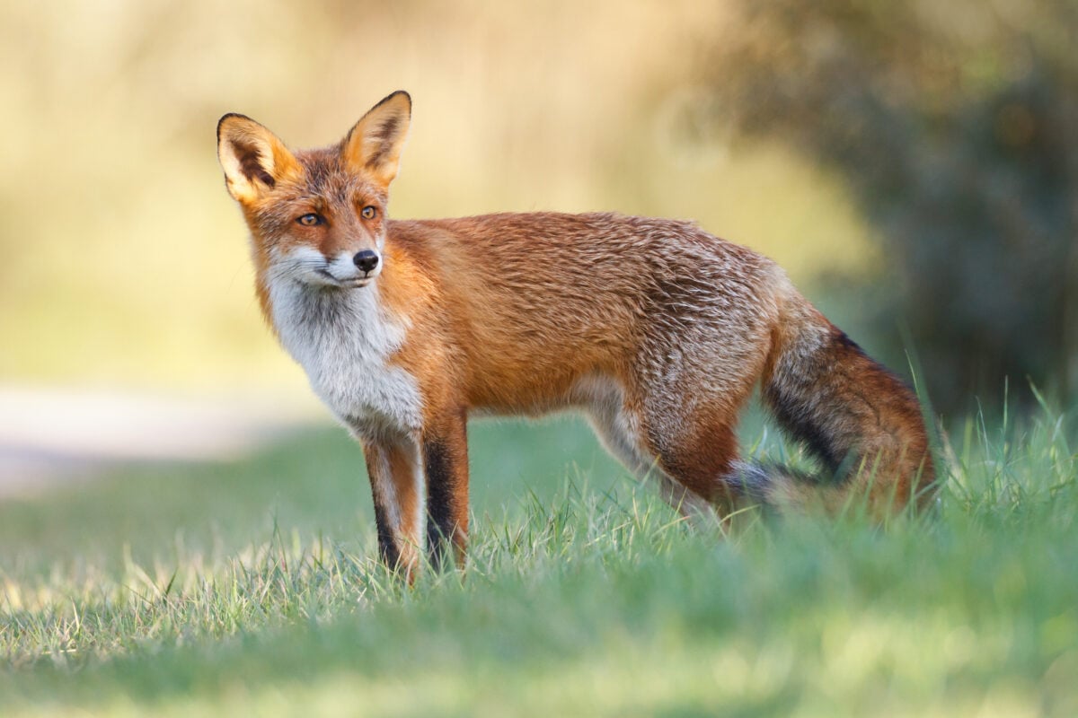 Photo shows a red fox pausing in a grassy field