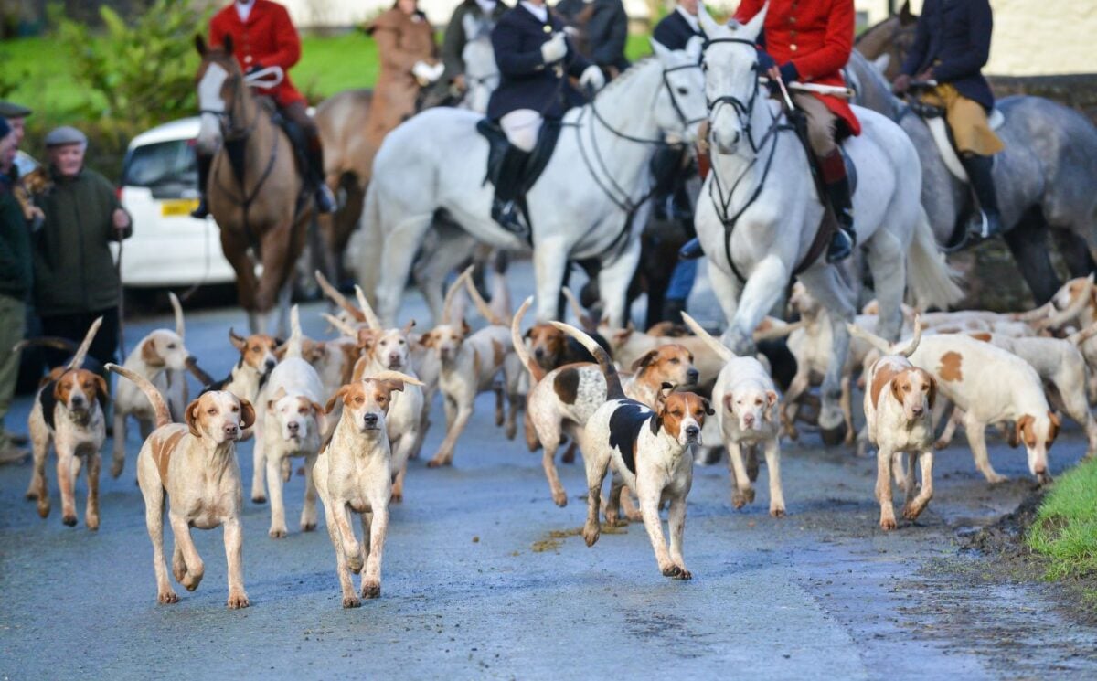 Photo shows a group of red-coated huntsmen on horseback, observers, and a pack of hounds on a rural road