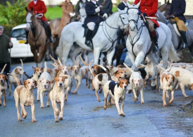 Photo shows a group of red-coated huntsmen on horseback, observers, and a pack of hounds on a rural road