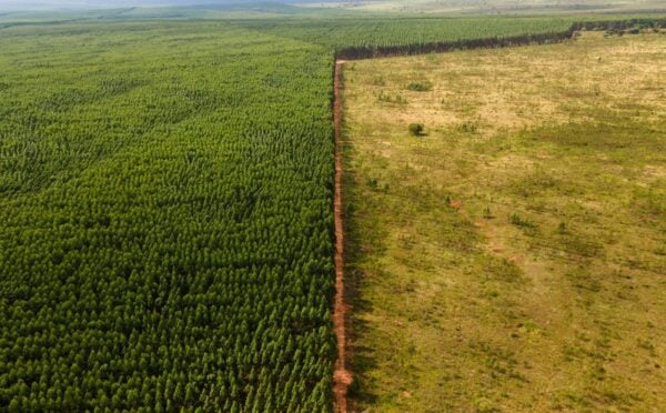 Photo shows the sharp line between the Amazon rainforest and a deforested pasture