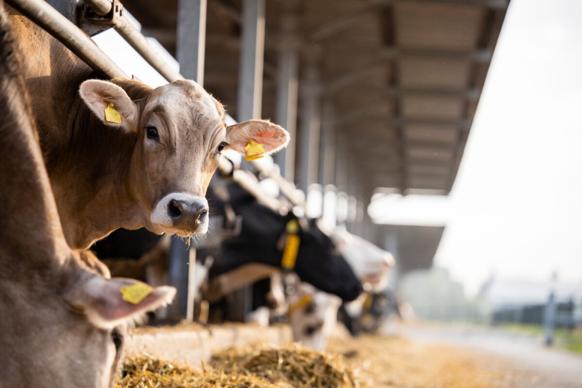 Photo shows a row of cows leaning out from metal pens to eat hay off the ground, while one looks into the camera