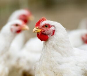 Photo shows several white chickens at a "free range" broiler farm