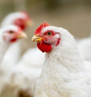 Photo shows several white chickens at a "free range" broiler farm