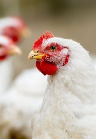 Photo shows several white chickens at a "free range" broiler farm