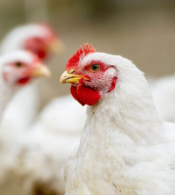 Photo shows several white chickens at a "free range" broiler farm