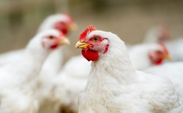 Photo shows several white chickens at a "free range" broiler farm