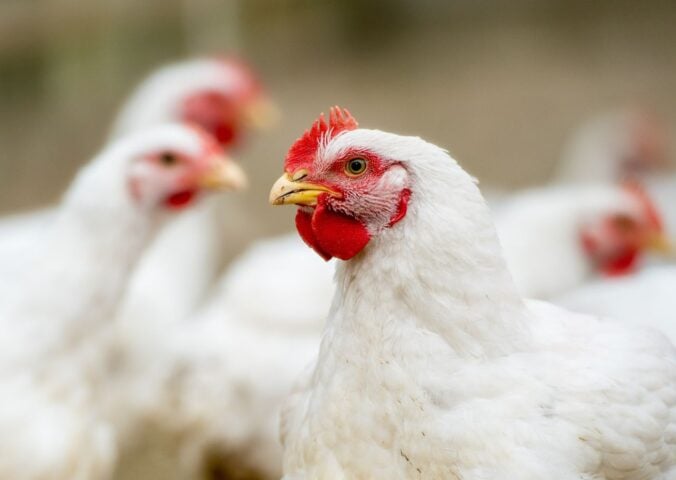 Photo shows several white chickens at a "free range" broiler farm