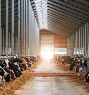 Dairy farm