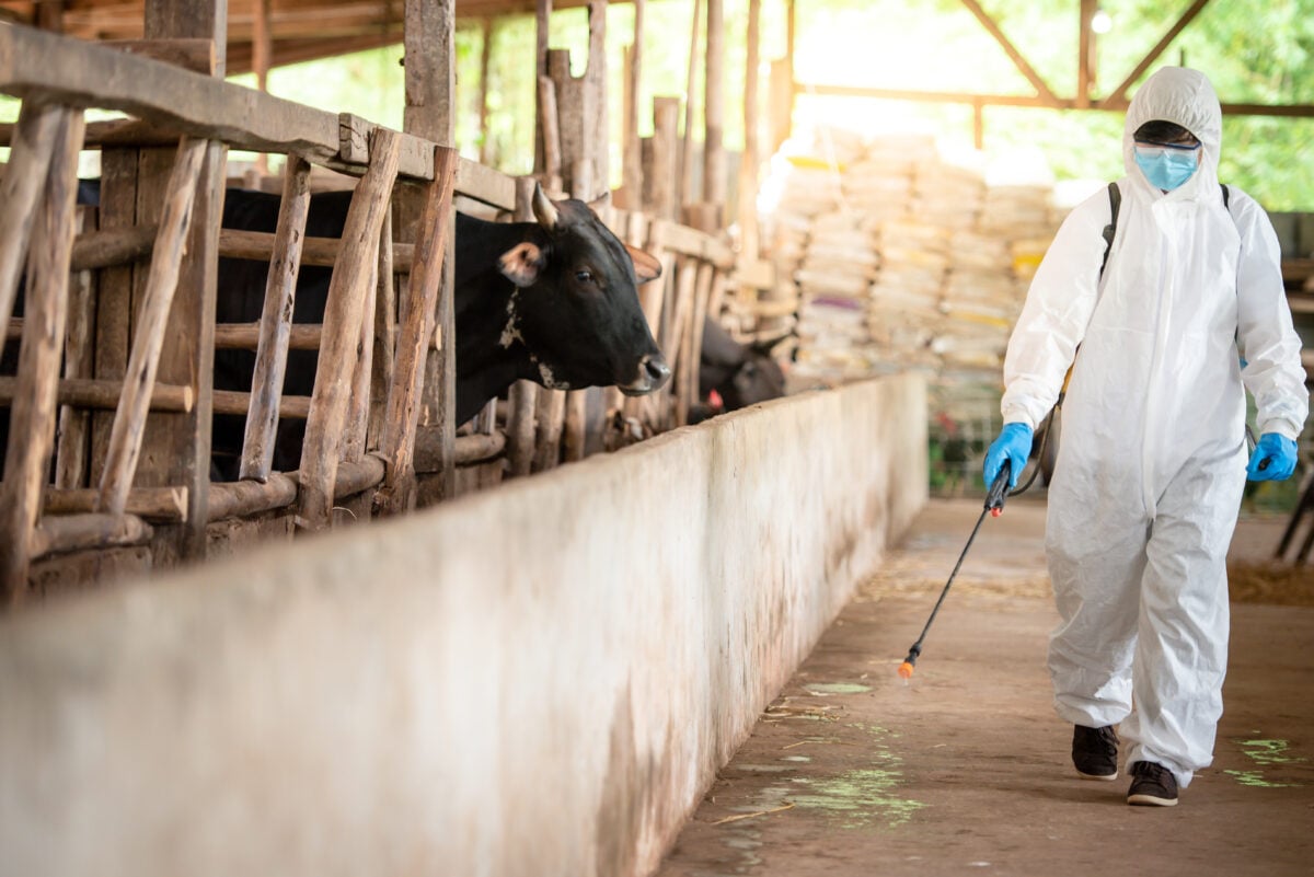 Worker wearing PPE on farm with cows