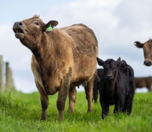 Cows in a field in Denmark, which has just introduced an agriculture tax