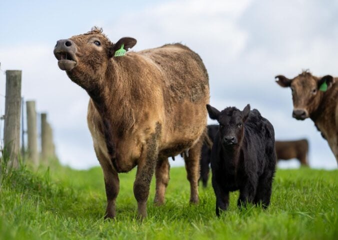 Cows in a field in Denmark, which has just introduced an agriculture tax