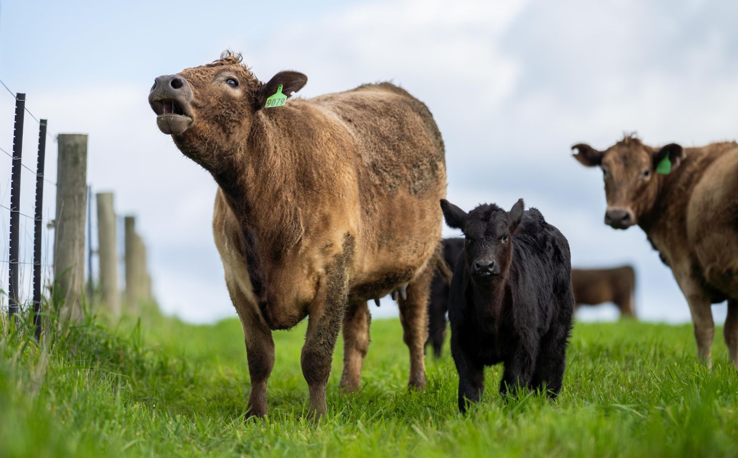 Cows in a field in Denmark, which has just introduced an agriculture tax