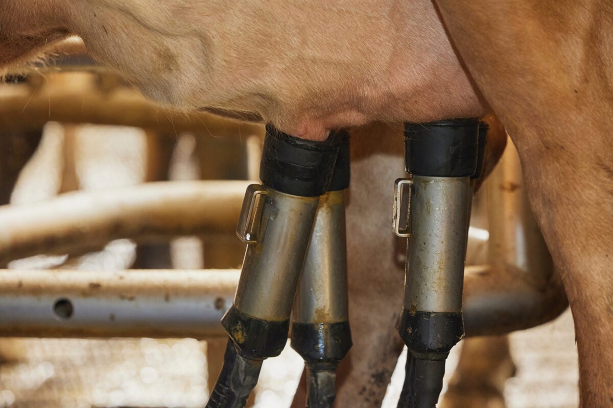 A close up of a cow on a Danish farm linked up to a milking machine