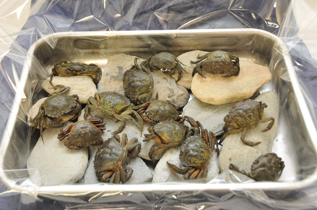 Photo shows a metal tray full of small crabs and rocks