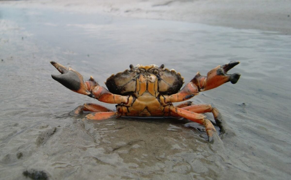 Photo shows a small crab in the shallows on a beach