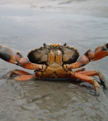 Photo shows a small crab in the shallows on a beach