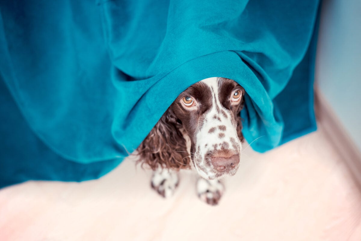 A dog hiding under a blanket from fireworks